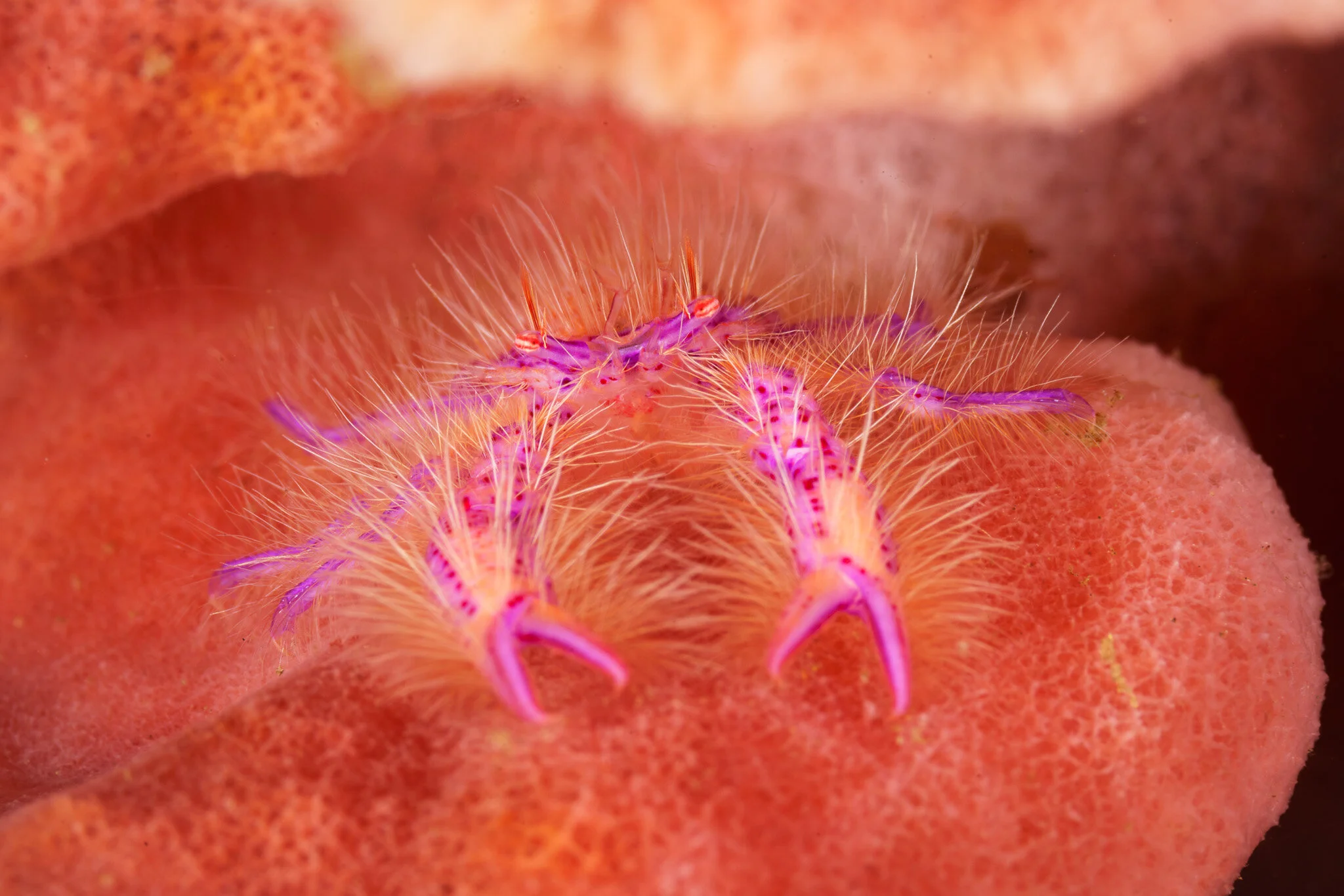 Wildlife photography by Simon J Pierce