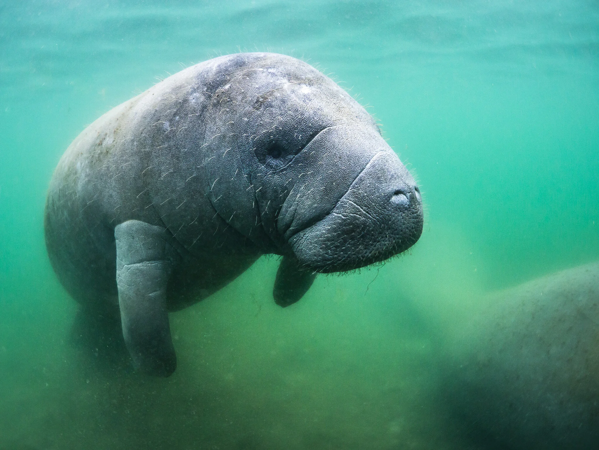 Wildlife photography by Simon J Pierce