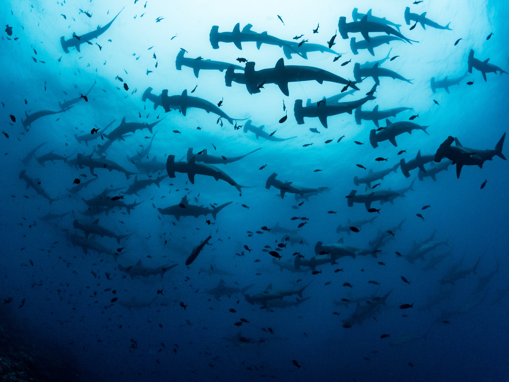 Hammerhead sharks swimming in the deep blue